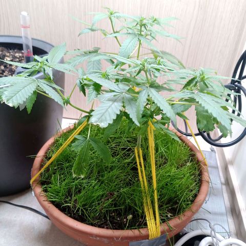 Unknown Mist #1 growlog photo: Rasen geschnitten 