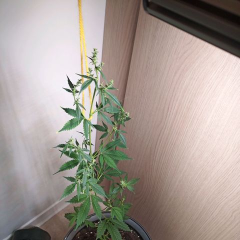Royal Bluematic  growlog timeline photo