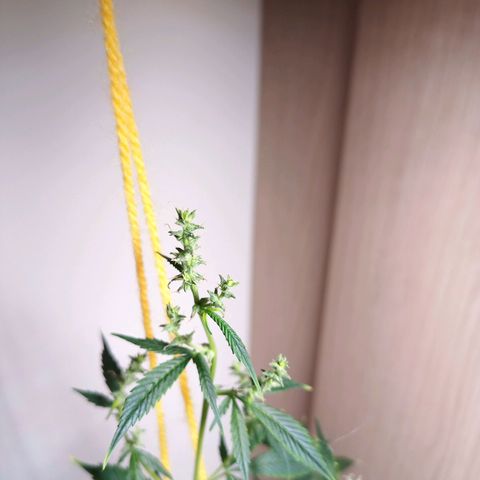 Royal Bluematic  growlog timeline photo