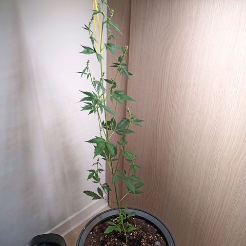 Royal Bluematic  growlog timeline photo