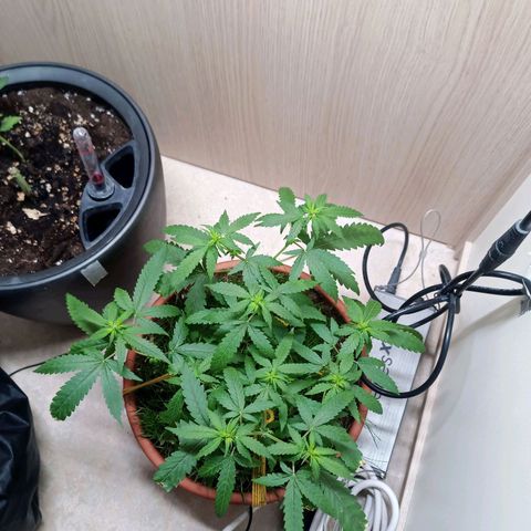 Unknown Mist #1 growlog timeline photo