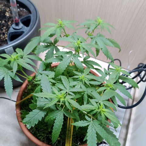 Unknown Mist #1 growlog timeline photo
