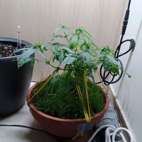 Unknown Mist #1 growlog timeline photo