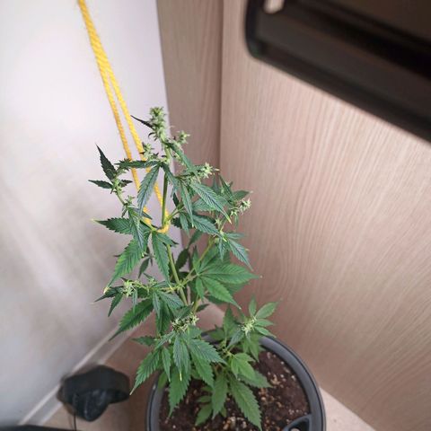 Royal Bluematic  growlog timeline photo