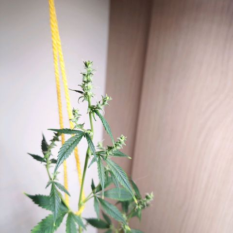 Royal Bluematic  growlog timeline photo