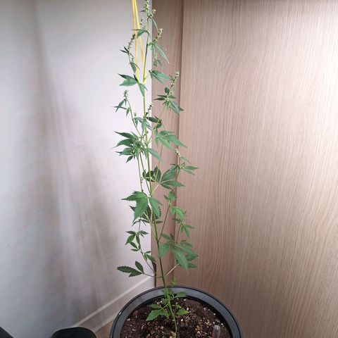 Royal Bluematic  growlog timeline photo