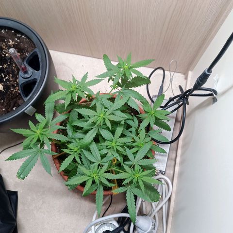 Unknown Mist #1 growlog timeline photo