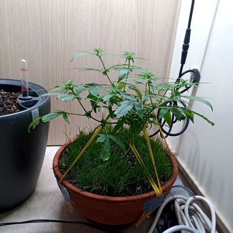 Unknown Mist #1 growlog timeline photo