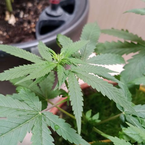 Unknown Mist #1 growlog photo: Blütenphasenstart