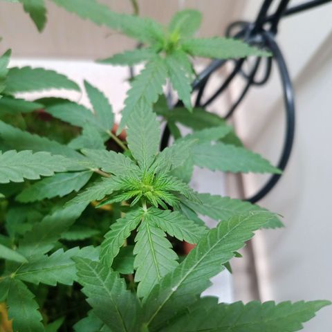 Unknown Mist #1 growlog photo: Blütenphasenstart
