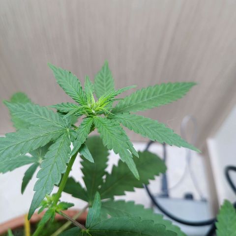 Unknown Mist #1 growlog photo: Blütenphasenstart