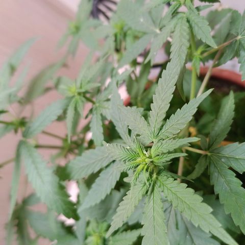 Unknown Mist #1 growlog photo: Blütenphasenstart