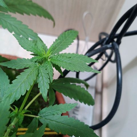 Unknown Mist #1 growlog photo: Blütenphasenstart