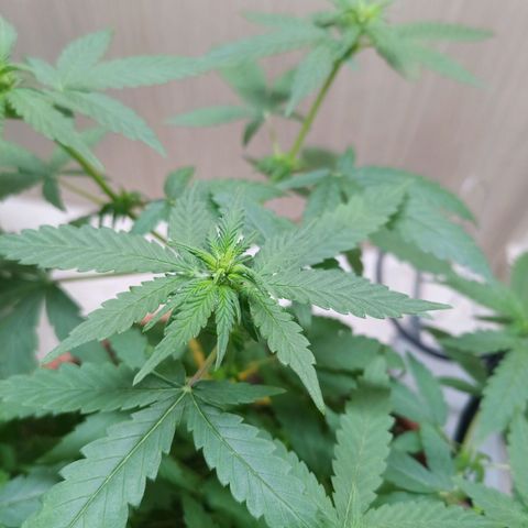 Unknown Mist #1 growlog photo: Blütenphasenstart