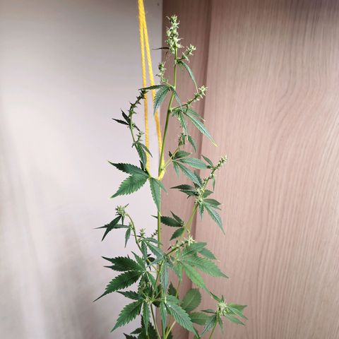 Royal Bluematic  growlog timeline photo