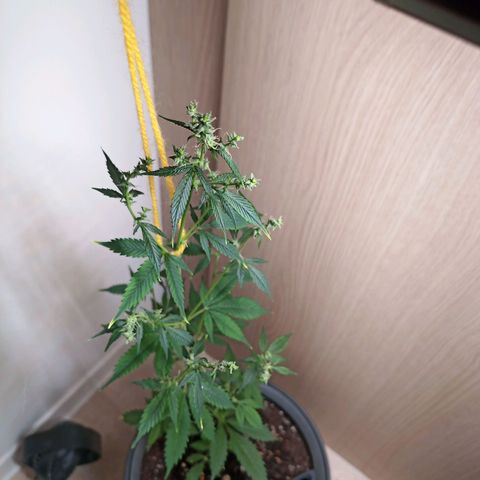 Royal Bluematic  growlog timeline photo