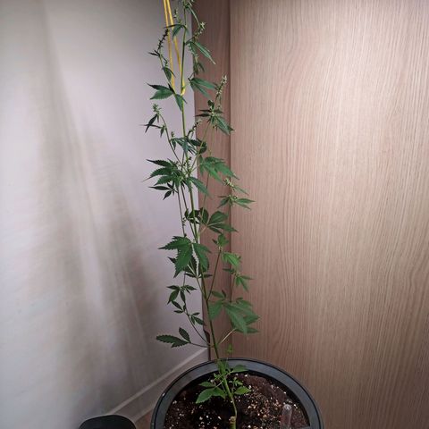 Royal Bluematic  growlog timeline photo