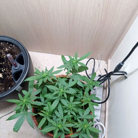 Unknown Mist #1 growlog timeline photo