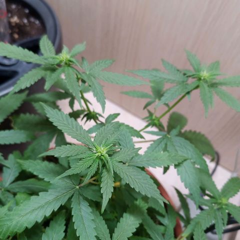 Unknown Mist #1 growlog timeline photo