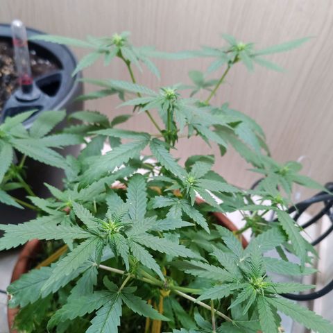 Unknown Mist #1 growlog timeline photo