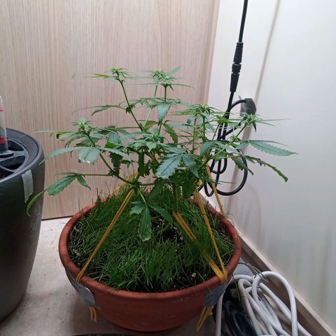 Unknown Mist #1 growlog timeline photo