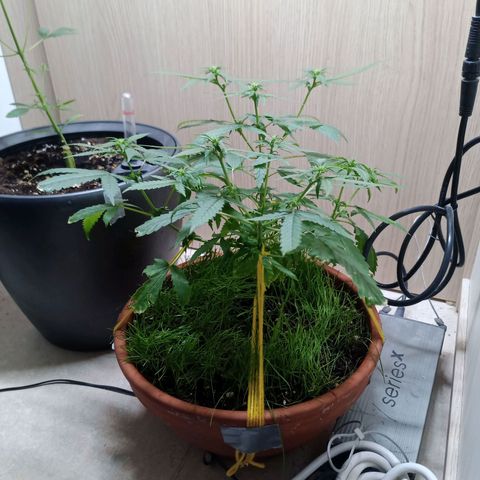 Unknown Mist #1 growlog timeline photo