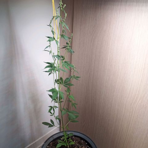 Royal Bluematic  growlog timeline photo
