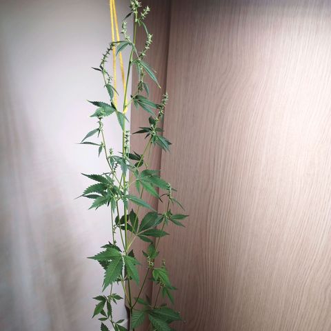 Royal Bluematic  growlog timeline photo