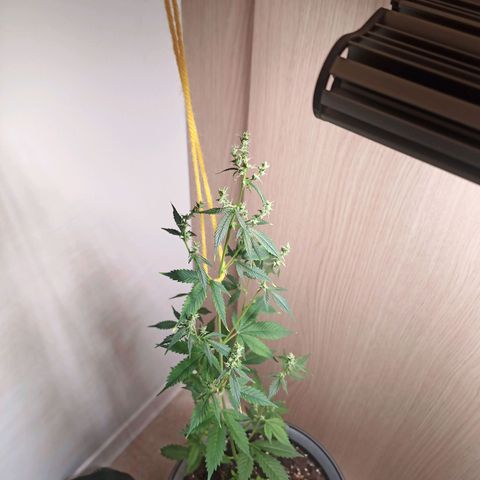 Royal Bluematic  growlog timeline photo
