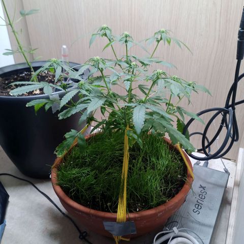 Unknown Mist #1 growlog timeline photo