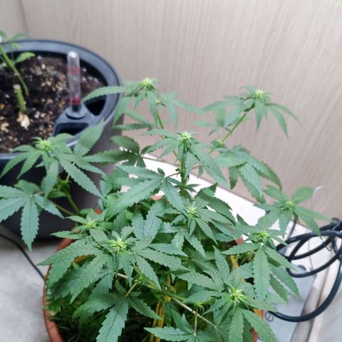 Unknown Mist #1 growlog timeline photo