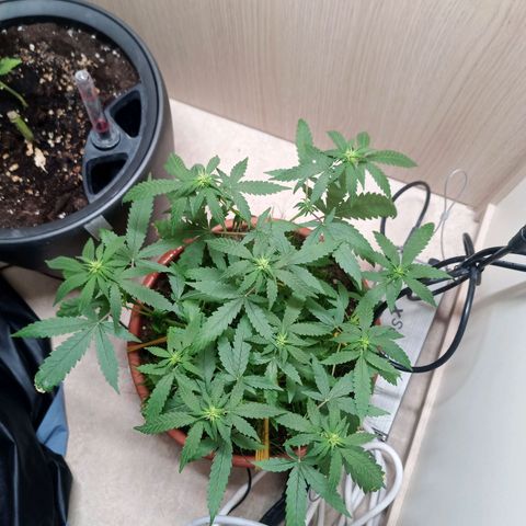 Unknown Mist #1 growlog timeline photo