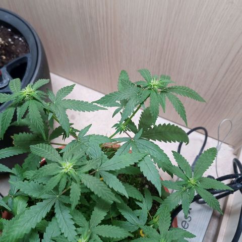 Unknown Mist #1 growlog timeline photo