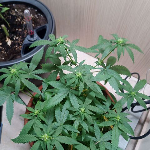 Unknown Mist #1 growlog timeline photo