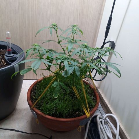 Unknown Mist #1 growlog timeline photo