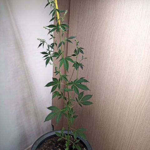 Royal Bluematic  growlog timeline photo