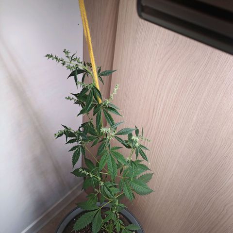Royal Bluematic  growlog timeline photo