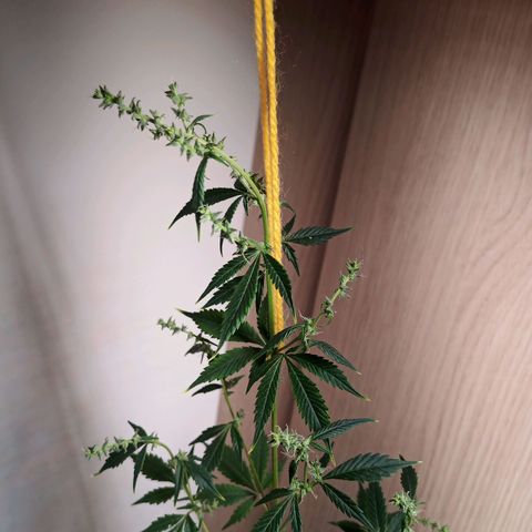 Royal Bluematic  growlog timeline photo