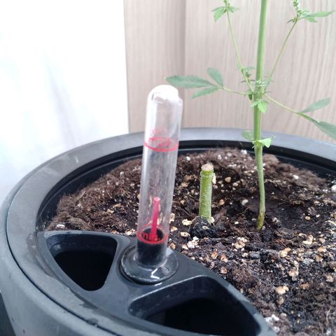 Royal Bluematic  growlog photo: Wasser nachgefüllt.