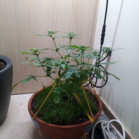 Unknown Mist #1 growlog timeline photo