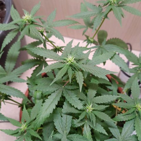 Unknown Mist #1 growlog timeline photo