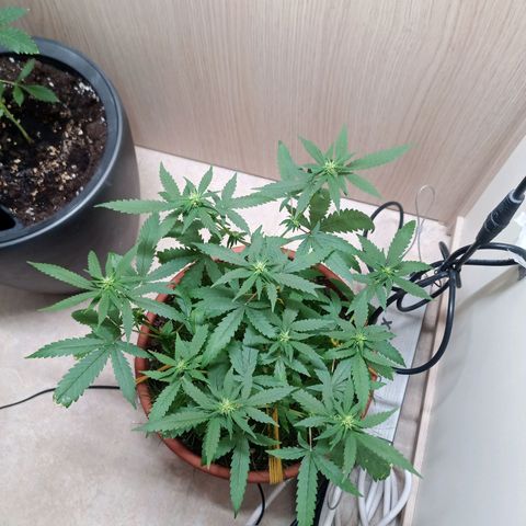 Unknown Mist #1 growlog timeline photo