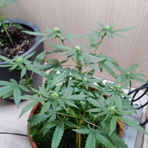 Unknown Mist #1 growlog timeline photo