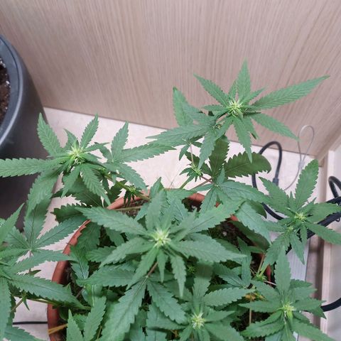 Unknown Mist #1 growlog timeline photo