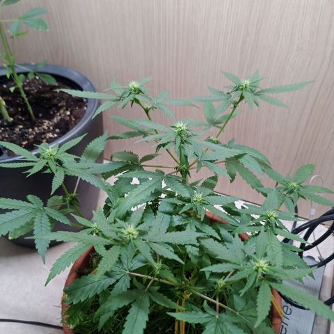 Unknown Mist #1 growlog timeline photo