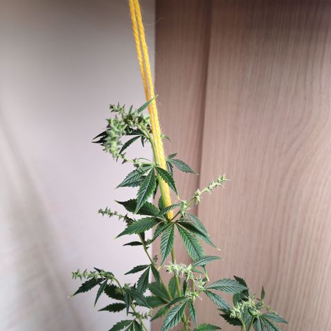 Royal Bluematic  growlog timeline photo
