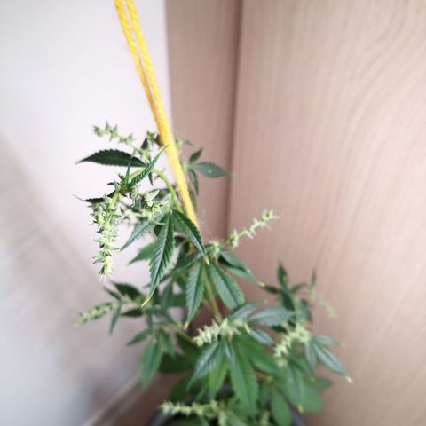 Royal Bluematic  growlog timeline photo