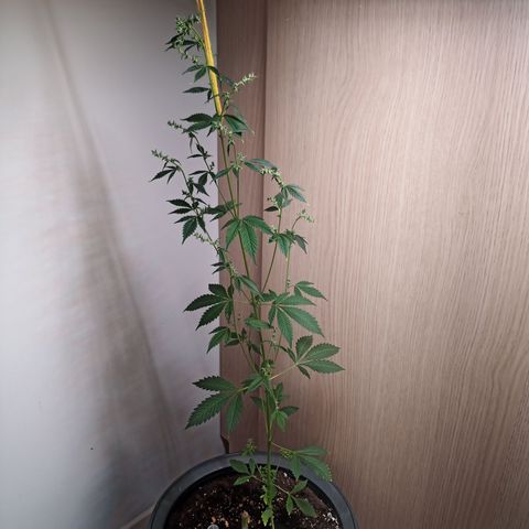 Royal Bluematic  growlog timeline photo