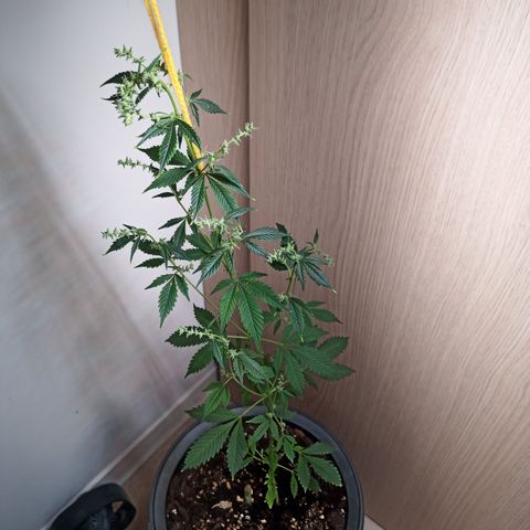 Royal Bluematic  growlog timeline photo
