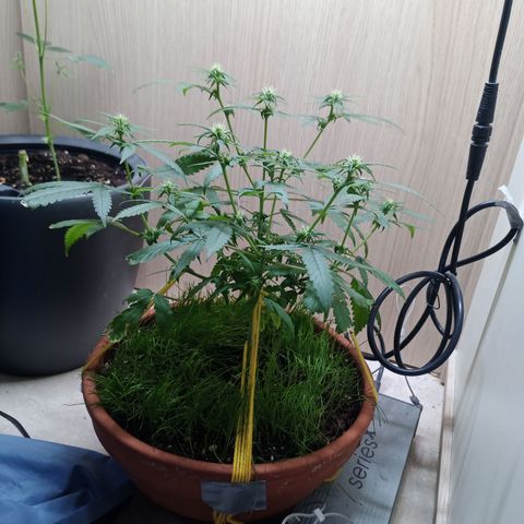Unknown Mist #1 growlog timeline photo